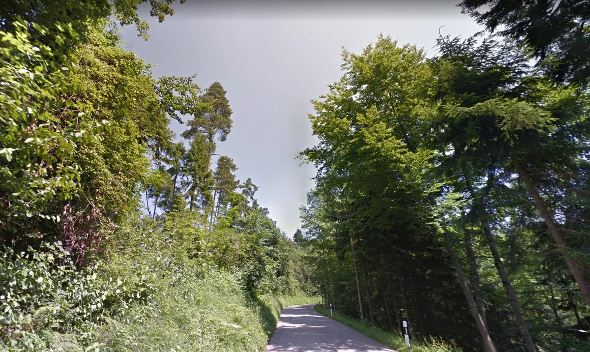 Strasse und Wald im Chapf bei Saland.